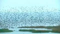 В мире. «Черное солнце». Доброе утро. Фрагмент выпуска от 09.11.2016