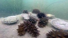 Как выращивают трепангов. Доброе утро. Фрагмент выпуска от 29.07.2015