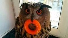 Топ-20 самых смешных интернет-видео 2016 года. Хиты интернета