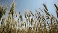 Виды на урожай. Доброе утро. Фрагмент выпуска от 16.07.2015