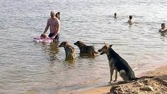 За что могут оштрафовать на пляже. Доброе утро. Фрагмент выпуска от 03.07.2015