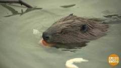 Бобры не спят. Доброе утро. Фрагмент выпуска от 24.01.2017