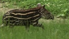 В мире. Чехия: полосатый тапирчик. Доброе утро. Фрагмент выпуска от 30.06.2015