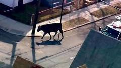 Переполох на улицах Нью-Йорка устроил сбежавший со скотобойни бык. Хиты интернета