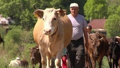 Молочные реки. Доброе утро. Фрагмент выпуска от 11.06.2015