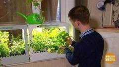 Огород на подоконнике. Доброе утро. Фрагмент выпуска от 14.03.2017