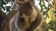 В мире. Слишком много коал. Доброе утро. Фрагмент выпуска от 09.06.2015