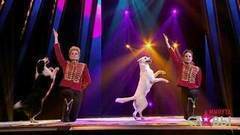 «Цирк дрессированных собак» — «Песенка про трубачей». Минута славы. Фрагмент выпуска от 18.03.2017