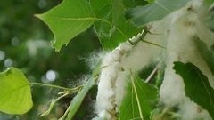 Тополиный пух. Доброе утро. Фрагмент выпуска от 03.06.2015