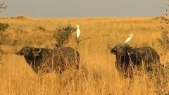В мире. Национальный праздник в Уганде. Доброе утро. Фрагмент выпуска от 03.06.2015