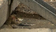 Крысы в городе. Доброе утро. Фрагмент выпуска от 28.05.2015