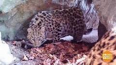 Дальневосточный леопард и другие уникумы. Доброе утро. Фрагмент выпуска от 22.05.2017