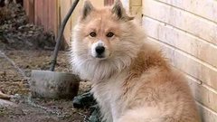 Осторожно, бешенство! Доброе утро. Фрагмент выпуска от 28.04.2015