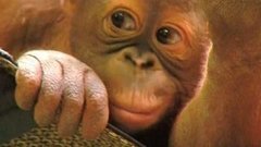 В мире. Орангутан-сирота. Доброе утро. Фрагмент выпуска от 27.04.2015