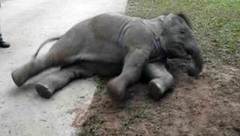 В Сети набирает популярность ролик, где слоненок катается по склону холма. Хиты интернета
