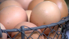 Куриные яйца «Отборные». Контрольная закупка. Выпуск от 09.04.2015