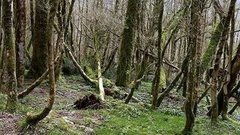 Хочу все знать. Мухи на страже самшита. Доброе утро. Фрагмент выпуска от 26.03.2015