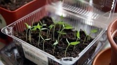 Огород в квартире. Доброе утро. Фрагмент выпуска от 12.03.2015