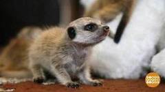 Бешеный варан и не он один. Доброе утро. Фрагмент выпуска от 28.09.2017