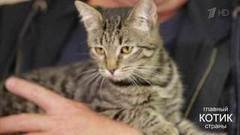 «Станьте ей другом!» Алексей Лысенков ищет семью для кошки. Главный котик страны. Фрагмент выпуска от 08.10.2017