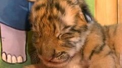 В мире. Четверка тигрят. Доброе утро. Фрагмент выпуска от 11.09.2015