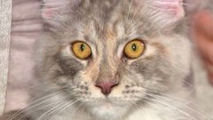 Четвероногие модели. Доброе утро. Фрагмент выпуска от 09.09.2015