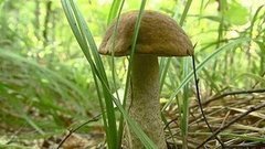 За грибами — по всем правилам. Доброе утро. Фрагмент выпуска от 04.09.2015