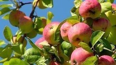 Яблоки — новый урожай. Доброе утро. Фрагмент выпуска от 19.08.2015