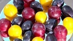 Сливы. Доброе утро. Фрагмент выпуска от 17.08.2015