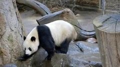 В мире. Панда. Доброе утро. Фрагмент выпуска от 07.08.2015