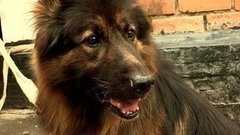 Мимо собаки. Доброе утро. Фрагмент выпуска от 06.08.2015