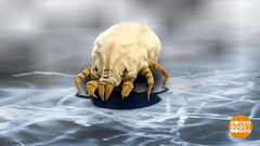 Сколько в доме паразитов? Доброе утро. Фрагмент выпуска от 05.02.2018