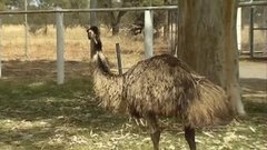 В мире. Страус-полицейский. Доброе утро. Фрагмент выпуска от 03.08.2015