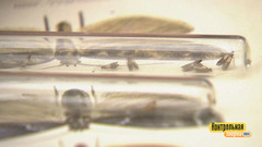 Внимание, моль! Контрольная закупка. Фрагмент выпуска от 26.02.2018