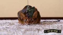 Что? Где? Когда? Весенняя серия игр. Игра первая. Анонс