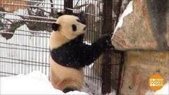 В мире. Панды в аренду. Доброе утро. Фрагмент выпуска от 05.03.2018