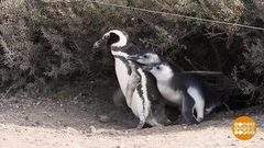 В мире. Пингвиньи свадьбы. Доброе утро. Фрагмент выпуска от 07.03.2018