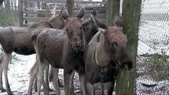 Лоси на дороге. Доброе утро. Фрагмент выпуска от 15.10.2015