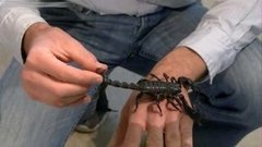 В мире. Контрабанда скорпионов. Доброе утро. Фрагмент выпуска от 21.10.2015