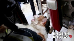 Спасение кота-погорельца. Видели видео? Фрагмент выпуска от 31.07.2018