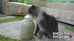 Вороватый кот. Видели видео? Фрагмент выпуска от 10.08.2018