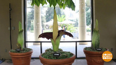 В мире. Вонючие цветы. Доброе утро. Фрагмент выпуска от 11.09.2018