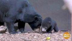 В мире. Редкий медвежонок. Доброе утро. Фрагмент выпуска от 17.09.2018