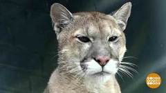 Рысь Марыся и пума Анжелика. Доброе утро. Фрагмент выпуска от 18.09.2018