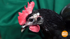 Санобработка для кур. Доброе утро. Фрагмент выпуска от 27.09.2018