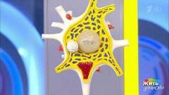 Таблетки от маразма. Жить здорово! Фрагмент выпуска от 24.10.2018