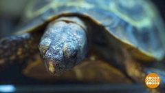 Черепашкам спать пора… или нет? Доброе утро. Фрагмент выпуска от 30.11.2018