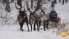 Блондинка в оленьей упряжке. Доброе утро. Фрагмент выпуска от 28.12.2018