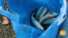 Канава, полная кефали. Доброе утро. Фрагмент выпуска от 17.01.2019