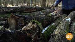 Валежник: бери, не хочу? Доброе утро. Фрагмент выпуска от 30.01.2019